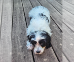Small #1 Cavalier King Charles Spaniel