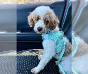 Poodle (Miniature) Dogs for adoption in Lee's Summit, MO, USA