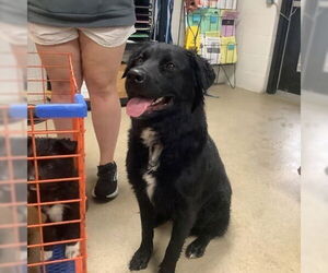 Retriever -Unknown Mix Dogs for adoption in Oak Bluffs, MA, USA