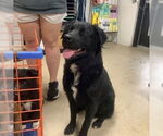 Small Retriever  Mix