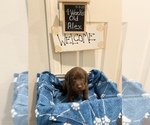 Small Photo #2 Labrador Retriever Puppy For Sale in LAKE ELSINORE, CA, USA
