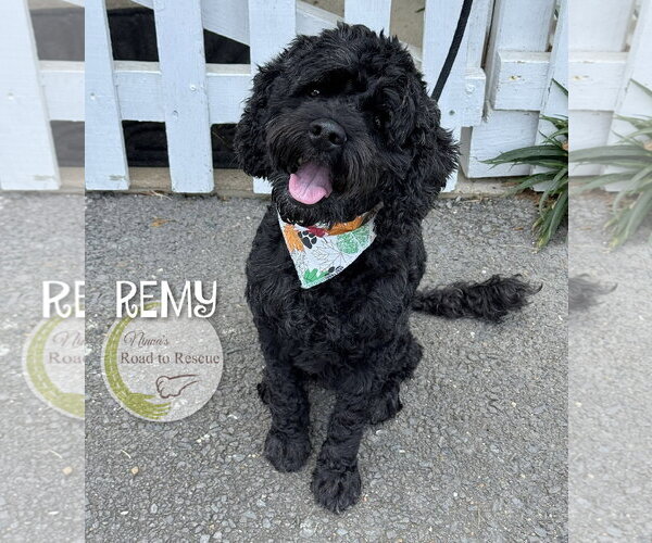 Medium Photo #1 Cockapoo (Miniature) Puppy For Sale in Benton, LA, USA