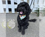 Small Cockapoo (Miniature)
