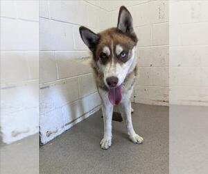 Siberian Husky Dogs for adoption in San Bernardino, CA, USA