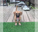 Small Chiweenie