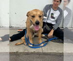 Small #3 Labrador Retriever Mix