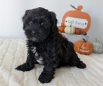 Small Photo #66 ShihPoo Puppy For Sale in GOSHEN, IN, USA
