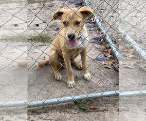 Luke - Male Mutt Dog for Adoption - Photo #7
