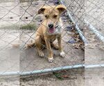 Small #6 Mutt