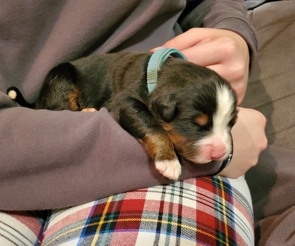 Medium Photo #21 Bernese Mountain Dog Puppy For Sale in LEETONIA, OH, USA