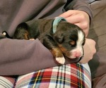 Small #20 Bernese Mountain Dog