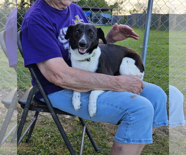 Medium Photo #4 Border Terrier-Rat Terrier Mix Puppy For Sale in Oakhurst, NJ, USA