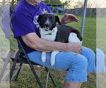 Small #3 Border Terrier-Rat Terrier Mix