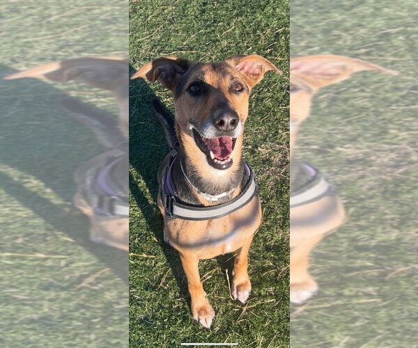 Medium Photo #3 Labrador Retriever-Unknown Mix Puppy For Sale in garner, NC, USA