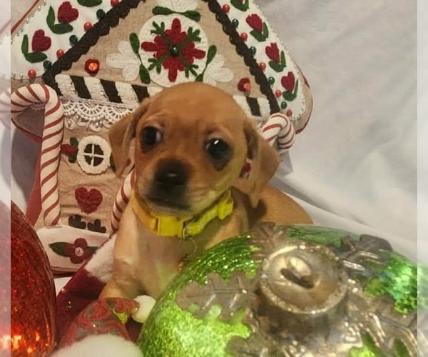 Medium Photo #3 Chiweenie Puppy For Sale in Grafton, WI, USA
