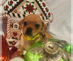 Small #2 Chiweenie