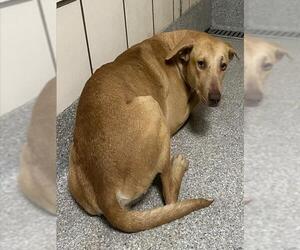 Labrador Retriever-Unknown Mix Dogs for adoption in Pasadena, TX, USA