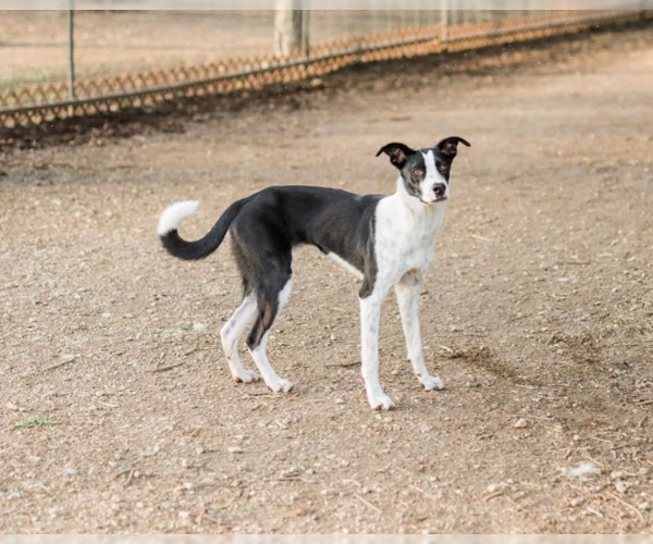 Medium Photo #4 Border Collie-Unknown Mix Puppy For Sale in Brooklyn Center, MN, USA