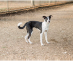 Small #3 Border Collie Mix