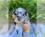 Small Photo #6 Schnauzer (Miniature) Puppy For Sale in BRUNDIDGE, AL, USA