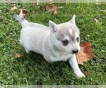 Small #1 Alaskan Klee Kai-Pomeranian Mix