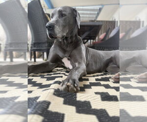 Great Dane Dogs for adoption in Goodyear, AZ, USA