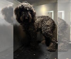 Poodle (Standard)-Unknown Mix Dogs for adoption in San Antonio, TX, USA