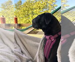 Small #5 Labrador Retriever