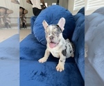 Small Photo #5 French Bulldog Puppy For Sale in TAMPA, FL, USA