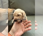 Puppy dark blue Golden Retriever
