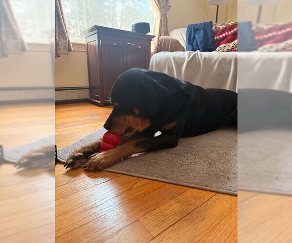 Medium Photo #3 Rottweiler Puppy For Sale in Hillsboro, NH, USA