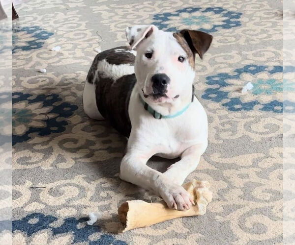 Medium Photo #19 American Pit Bull Terrier-Unknown Mix Puppy For Sale in Germantown, OH, USA