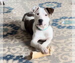 Small #18 American Pit Bull Terrier Mix