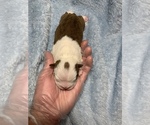 Small Photo #4 Boston Terrier Puppy For Sale in TULARE, CA, USA