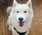 Small Photo #1 Gerberian Shepsky Puppy For Sale in EXETER, RI, USA