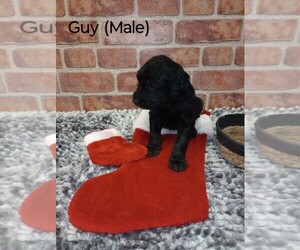 Springerdoodle Puppy for sale in HOYT LAKES, MN, USA