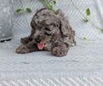 Small Photo #51 Poodle (Toy) Puppy For Sale in GOSHEN, IN, USA