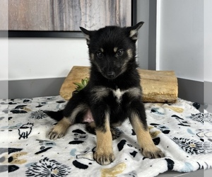 Pomsky Puppy for sale in FRANKLIN, IN, USA