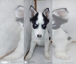 Small Photo #8 Siberian Husky Puppy For Sale in MOUNT AYR, IA, USA