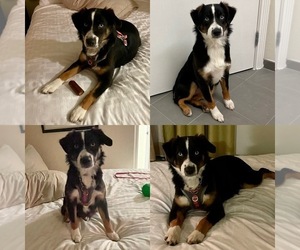Mother of the Miniature Australian Shepherd puppies born on 08/12/2026