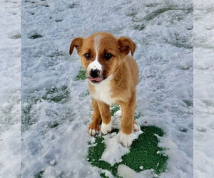 Collie-Unknown Mix Dogs for adoption in GILBERTS, IL, USA