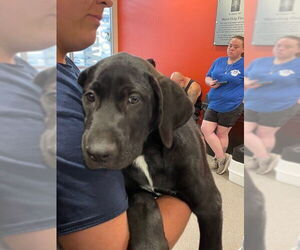 Labrador Retriever Dogs for adoption in Louisville, KY, USA