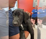 Small Labrador Retriever