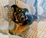 Small #15 Rottweiler Mix