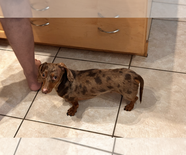 Medium Photo #4 Dachshund Puppy For Sale in Weston, FL, USA