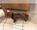 Small Photo #4 Dachshund Puppy For Sale in Weston, FL, USA