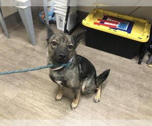 Medium German Shepherd Dog