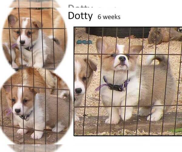Medium Photo #6 Pembroke Welsh Corgi Puppy For Sale in GOLDENDALE, WA, USA