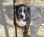 Small Photo #1 American Bully Puppy For Sale in WALLINGFORD, CT, USA