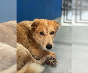 Texas Heeler-Unknown Mix Dogs for adoption in Visalia, CA, USA